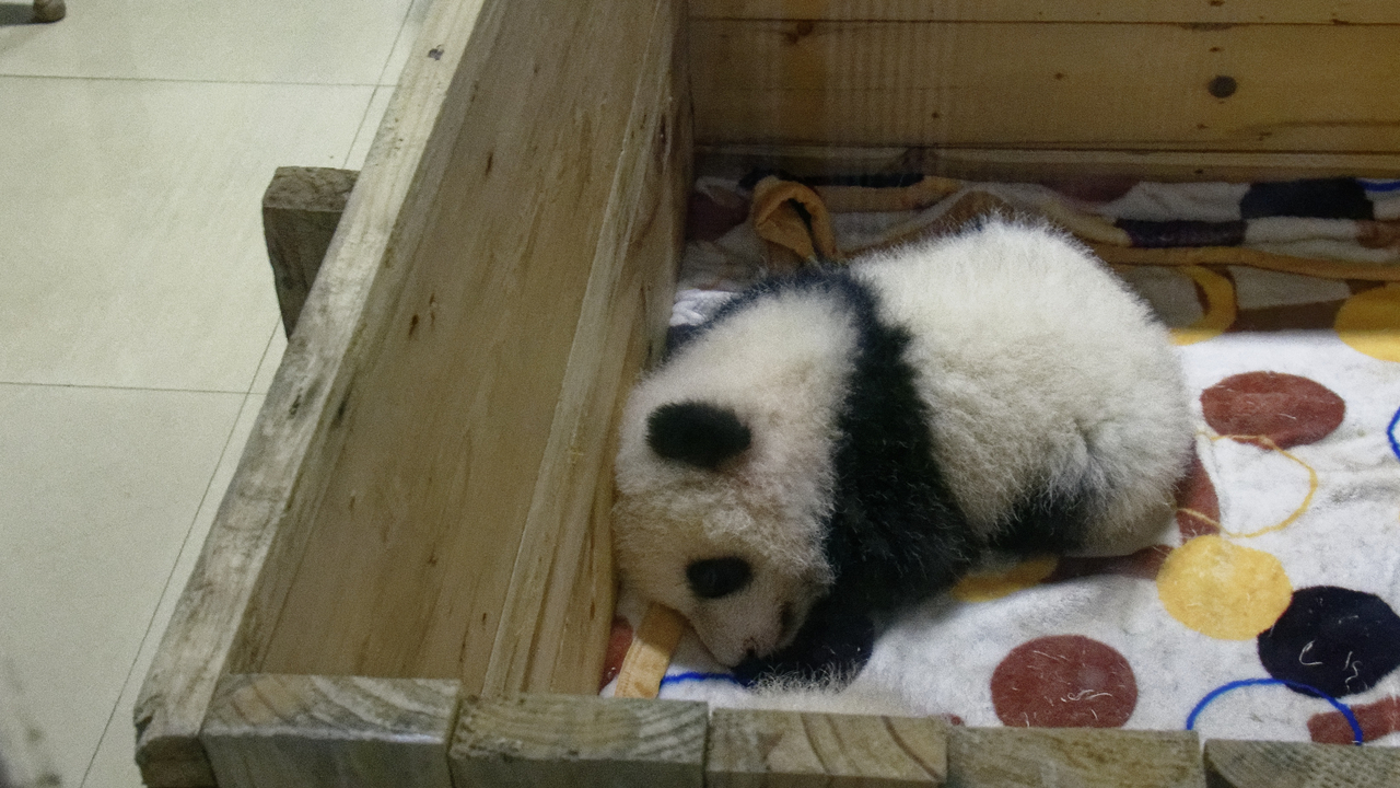 20161106 143421•Zoo Pandas•Jiulongpo District•Chongqing•China
